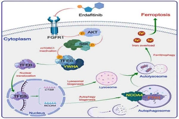 The working mechanism of Erdafitinib API The working mechanism of Erdafitinib API